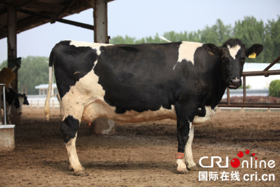 走进三元牛奶:打造全产业链监管的放心奶